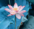 Nymphaea Nelumbo - Diamond Painting Kit